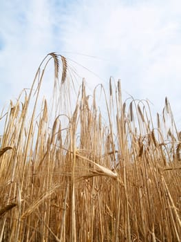 Golden wheat field under cloudy sky