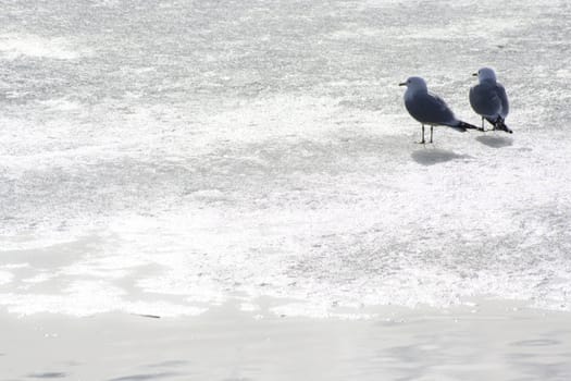 seagulls on frozen water