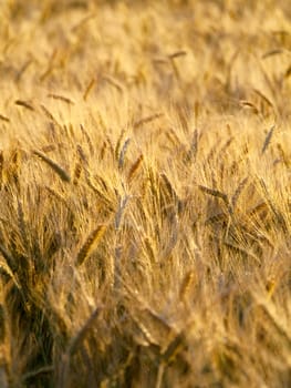 Golden wheat field closeup in summer