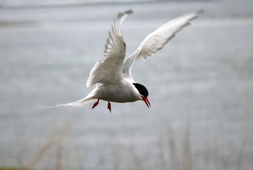 An Arctic Tern (Sterna paradisea) about to land. Motion blur on the wings.