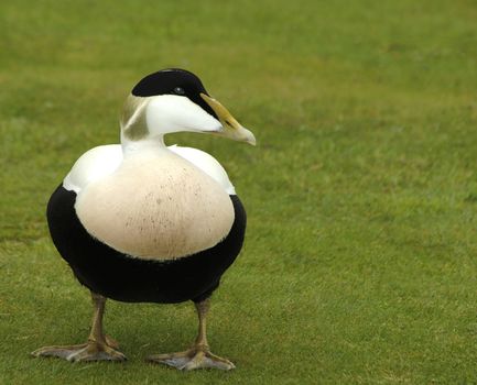 A male Eider Duck (Somataria mollissima) on the Farne Islands, UK