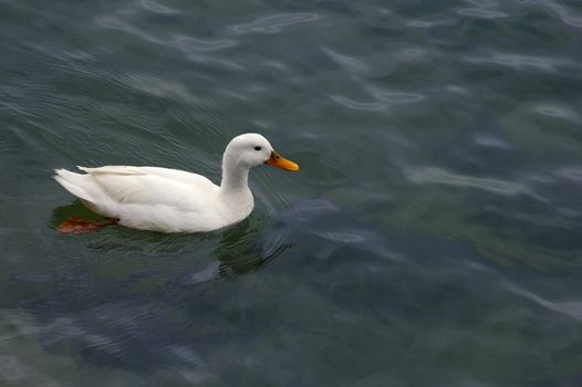 A white duck on grey-green water. Could this innocent-looking bird be the carrier of a deadly disease?