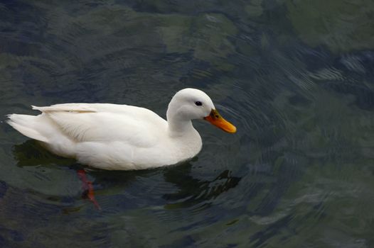 A white duck on blue-green water. Could this innocent-looking bird be the carrier of a deadly disease?