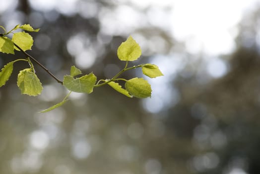 green leaves, shallow focus