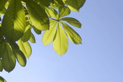 Leaves of a chestnut and blue sky