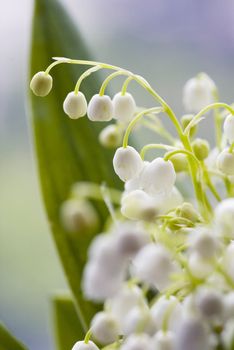 Lily of the valley