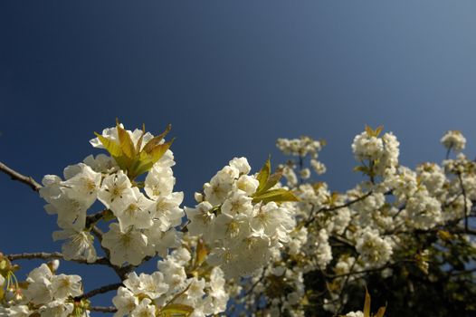 A close-up of cherry blossom against a clear blue sky shortly after dawn. More blossom, out of focus, in the background. Space for text in the sky.