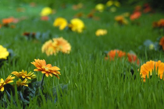 A lush green pasture, with colourful flowers growing all over it. A shallow depth of field gives an abstract feel to the image.