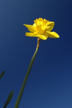 A daffodil catching the first rays of sun, shortly after dawn on a clear spring morning.