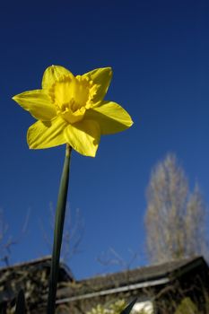 A daffodil, in the garden, catching the first rays of sun, shortly after dawn on a clear spring morning. The house can be seen in the background, and the daffodil seems to tower over it.