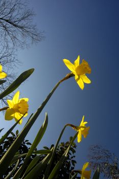 Daffodils, shooting up into the sky, catching the first rays of sun, shortly after dawn on a clear spring morning.