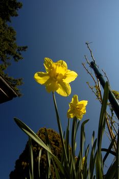 Daffodils catching the first rays of sun, shortly after dawn on a clear spring morning.