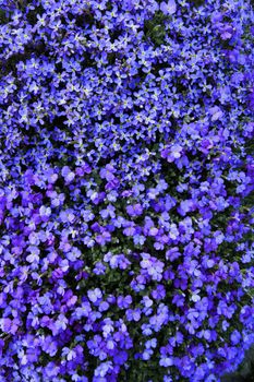 A cascade of blue lobelias and violets on a sunny wall in springtime. Suitable for background.