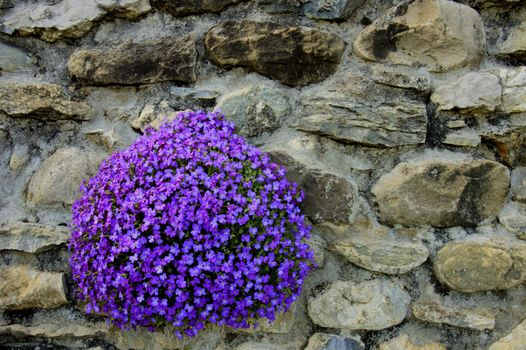 A clump of blue lobelias on a limestone wall in springtime. Suitable for background.