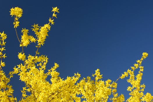 Yellow forsythia in full bloom against a clear blue sky. Stock suitable for background, with space for text against the sky, or as a desktop wallpaper.