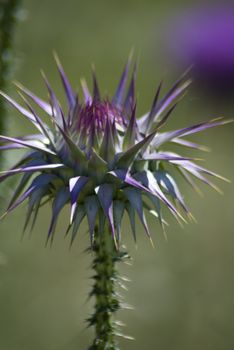 Thorn Flower Thistle Close up with blurred background