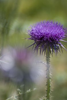 Thorn Flower Thistle Close up with blurred background