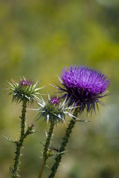 Thorn Flower Thistle Close up with blurred background