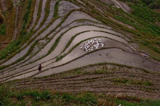 Longji Rice Terraces with geese in Guangxi China