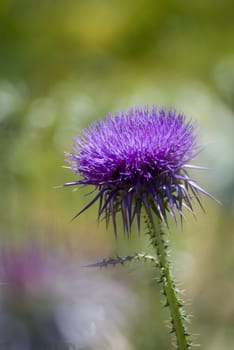 Thorn Flower Thistle Close up with blurred background