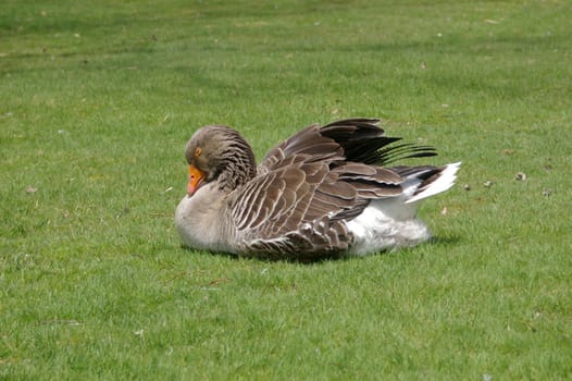 A Grayleg Goose sleeping in the public gardens.