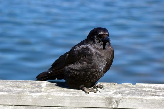 A crow sitting on a railing taking the sun!