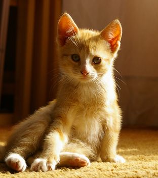 A close up of a yellow kitten.