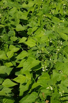 A field of green been plants with blooms