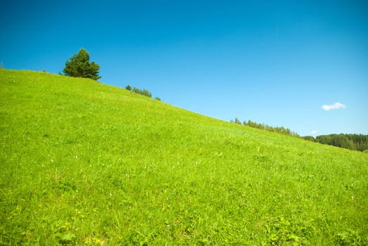 tops tree on background of the high hill, green herb