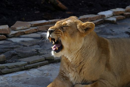 Portrait of a lioness close-up