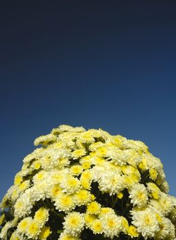 A mound of chrysanthemums contrasting strongly against a dark blue sky.