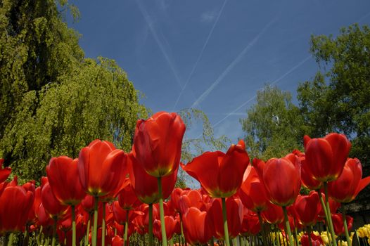 Tulips thrust their flowers high into a blue sky, streaked with vapour trails from passing airliners. Taken on a spring morning.