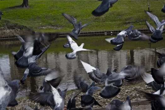 flying pigeons