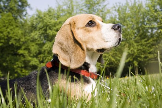 beagle playing on green grass