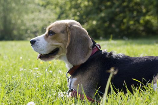 beagle playing on green grass