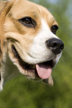 beagle playing on green grass