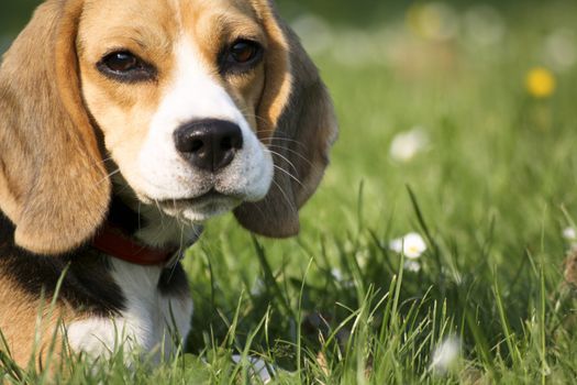 beagle playing on green grass