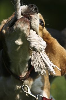 beagle playing on green grass