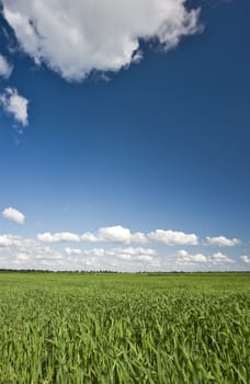 Green grass and blue sky with clouds background