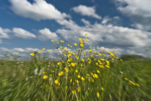 Yellow feral flowers and picturesque blue sky with clouds, picture zoom effect