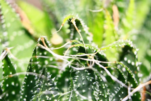 close-up of a succulent