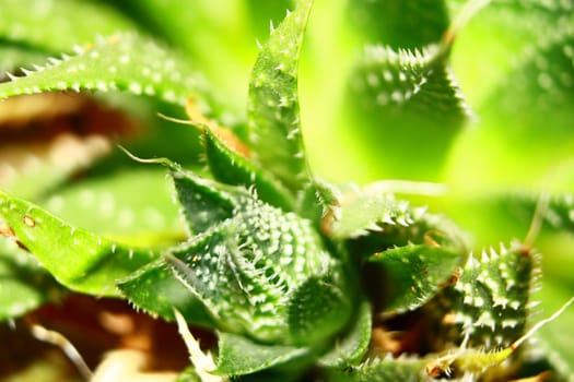 close-up of a succulent