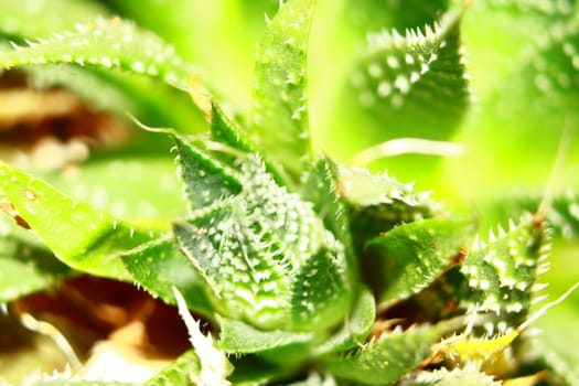 close-up of a succulent