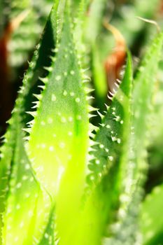close-up of a succulent
