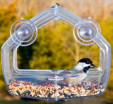 Chickadee perching inside a transparent plastic feeding tray and showing its profile with a sunflower seed in its beak