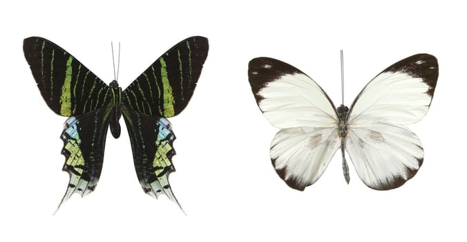 Colorful butterflies over a white background