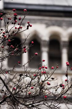 rosehips in front of a church