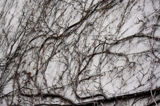 ivy on a white wall