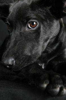 Big eyed, Mixed breed puppy with black coat