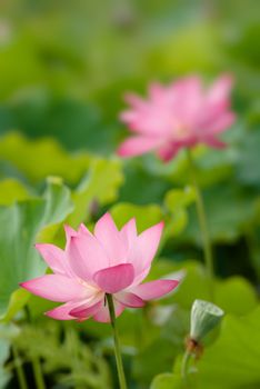 It is the beautiful lotus flower photo.